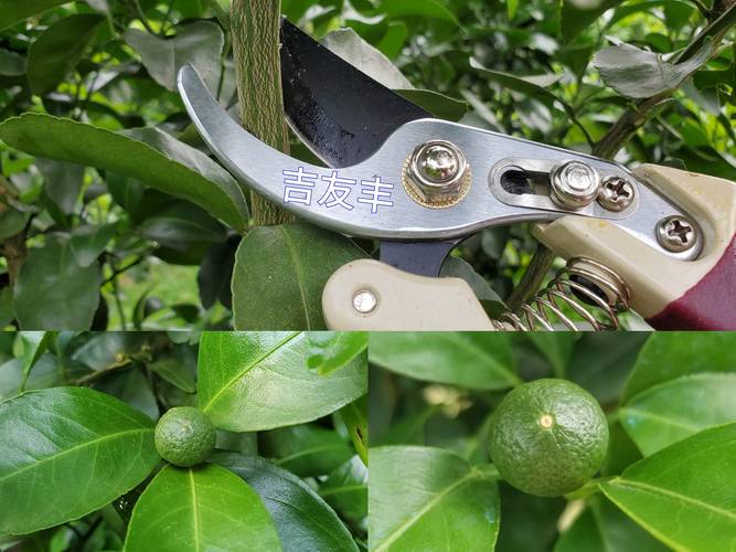 农广天地柑桔修剪技术-图3