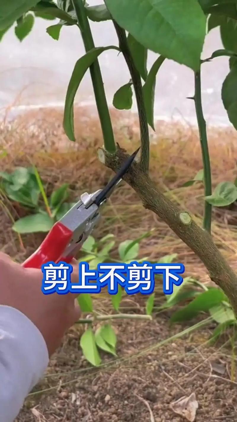 农广天地柑桔修剪技术-图1 农广天地柑桔修剪技术-图1