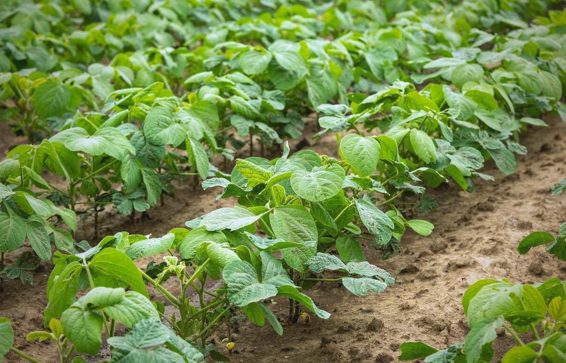 大豆高产栽培技术视频，如何实现高效种植？-图3