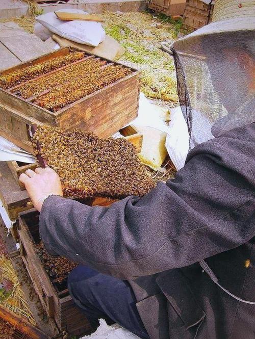 华北意蜂养殖技术视频-图3