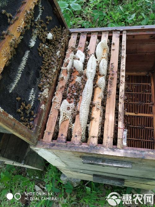 华北意蜂养殖技术视频-图1 华北意蜂养殖技术视频-图1