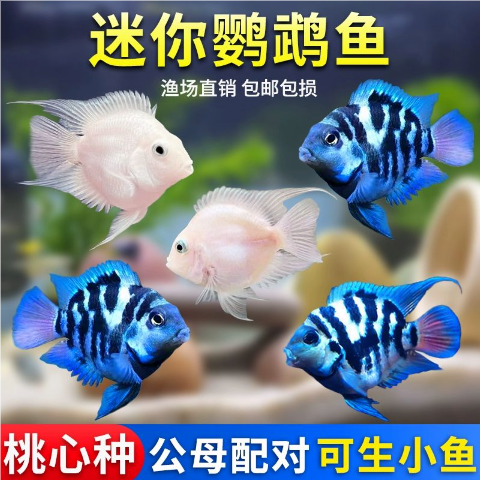 云南胭脂鱼苗养殖技术要点有哪些?-图2 云南胭脂鱼苗养殖技术要点有哪些?-图2