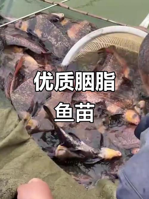 云南胭脂鱼苗养殖技术要点有哪些?-图1 云南胭脂鱼苗养殖技术要点有哪些?-图1