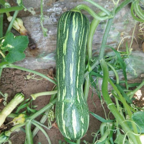 北瓜种植技术与管理有哪些关键要点？-图3