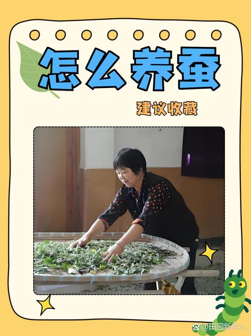 桑蚕养殖技术视频教程-图2