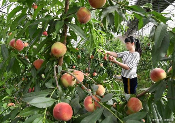 农业科技种植技术桃树-图2