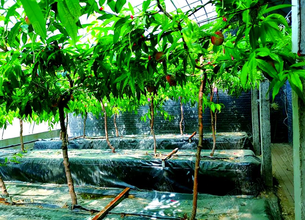 农业科技种植技术桃树-图3