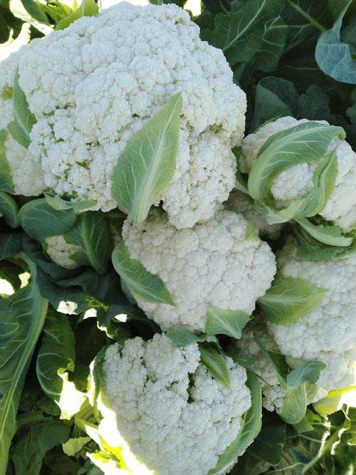 冬季菜花种植技术图片有哪些要点?-图2 冬季菜花种植技术图片有哪些要点?-图2