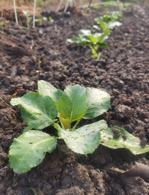 冬季菜花种植技术图片有哪些要点?-图1 冬季菜花种植技术图片有哪些要点?-图1