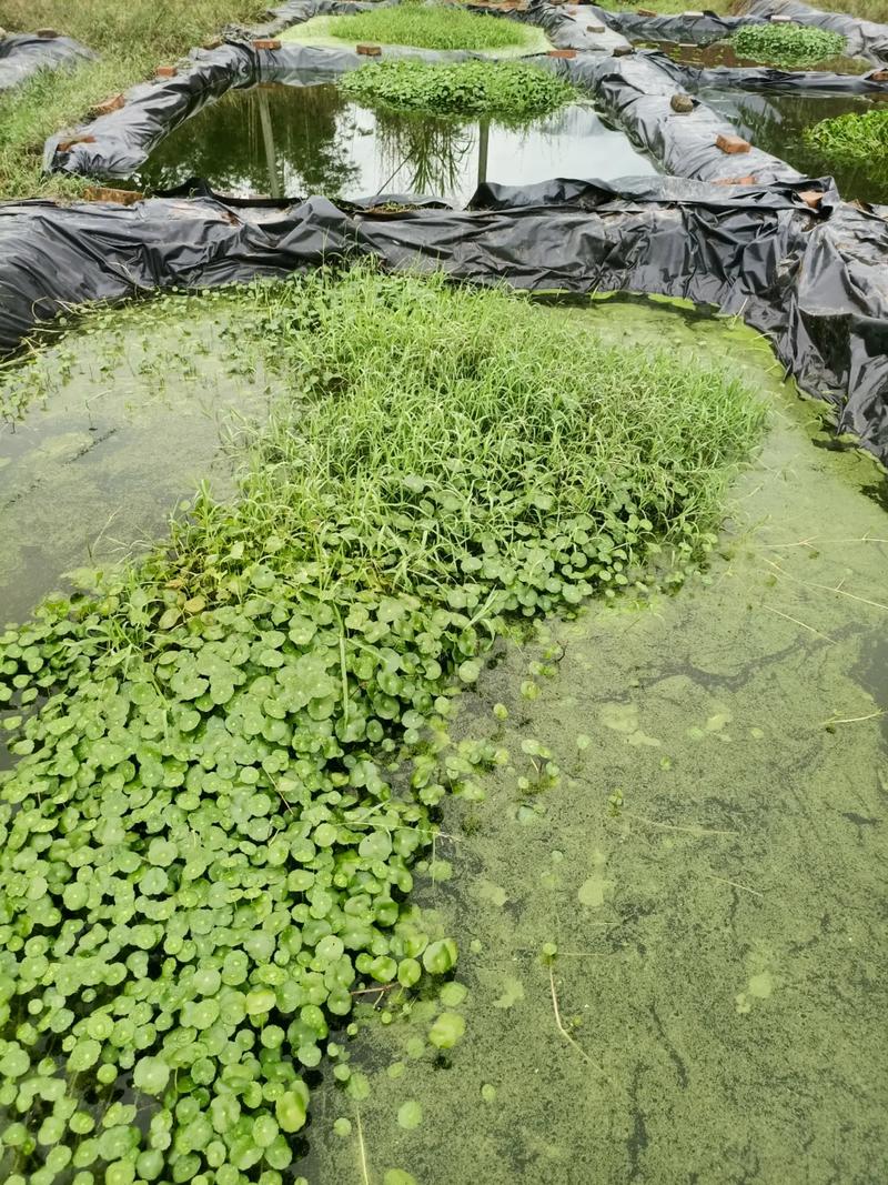 葡萄架下黄鳝养殖技术-图1