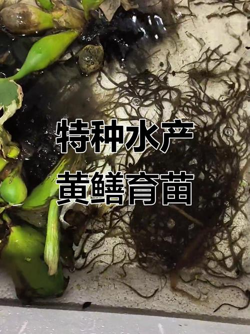 葡萄架下黄鳝养殖技术-图3