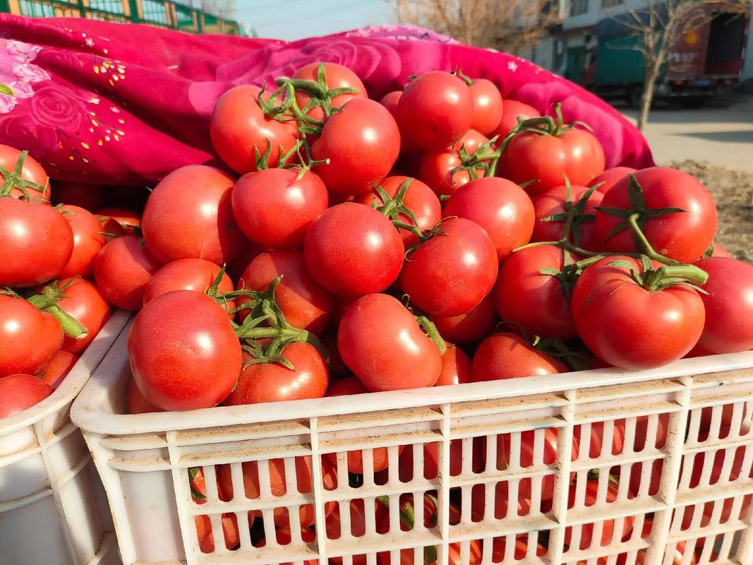 2025秋冬西红柿价格-图2 2025秋冬西红柿价格-图2
