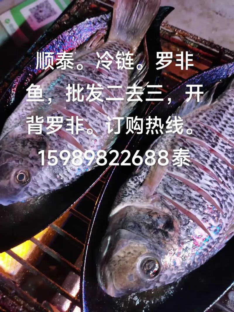 2025广东罗非鱼价格-图1