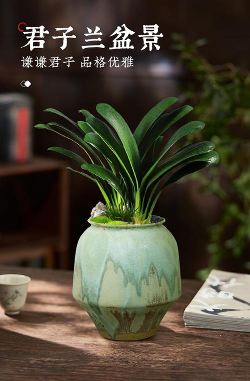 君子兰的盆有哪些品种-图2