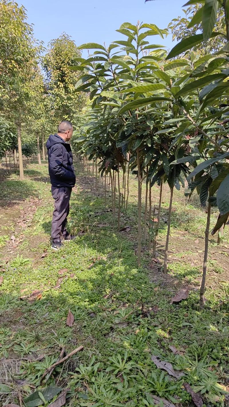 农厂天地枇杷种植技术-图2