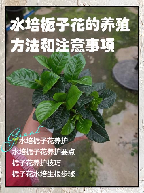栀子花怎么培育新品种-图3 栀子花怎么培育新品种-图3