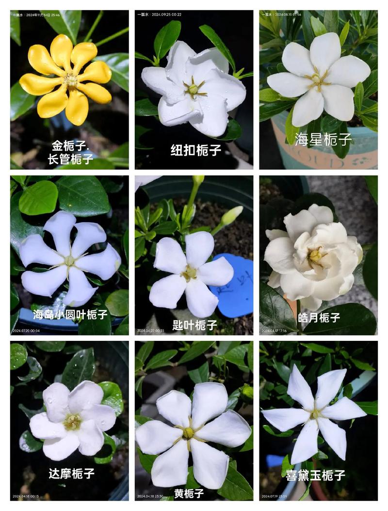 栀子花怎么培育新品种-图2 栀子花怎么培育新品种-图2