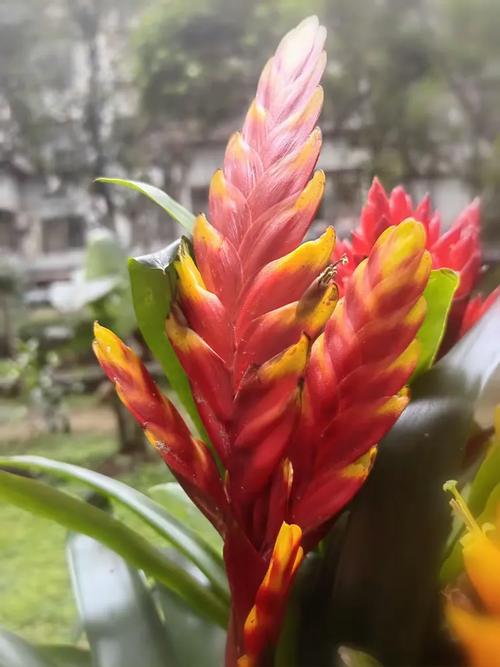 丽穗凤梨图片养殖技术-图3 丽穗凤梨图片养殖技术-图3