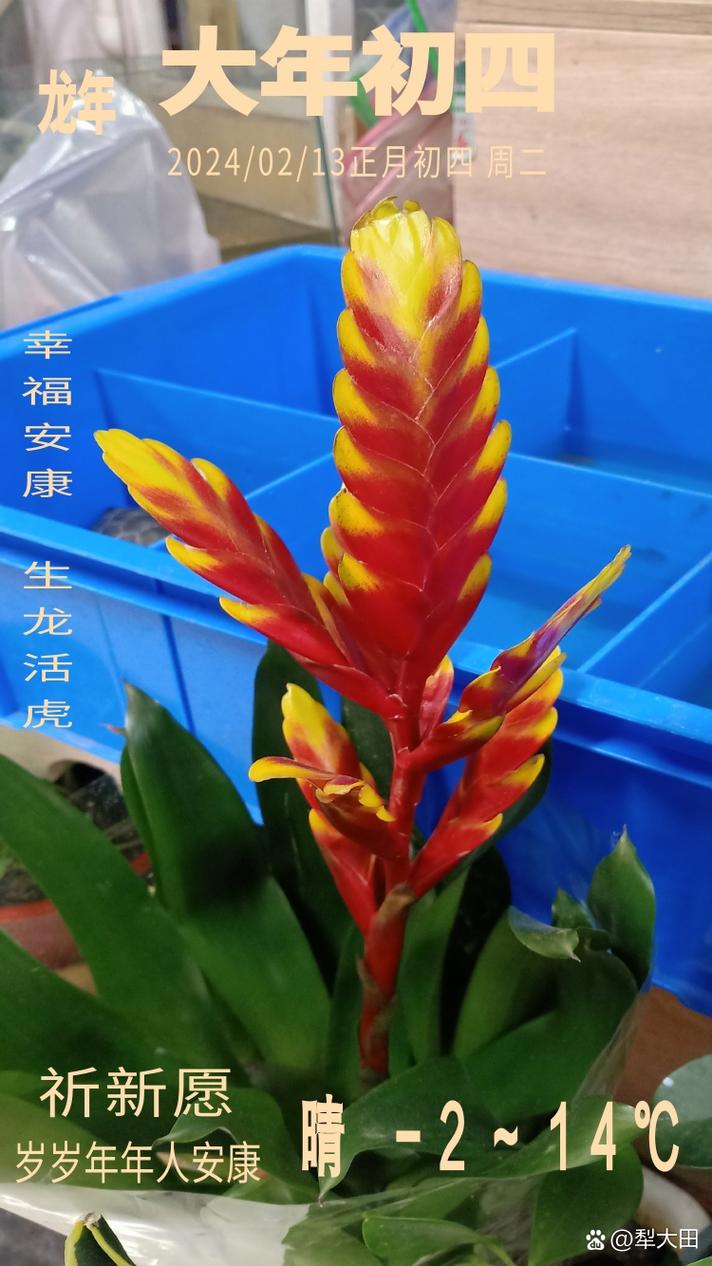 丽穗凤梨图片养殖技术-图1 丽穗凤梨图片养殖技术-图1