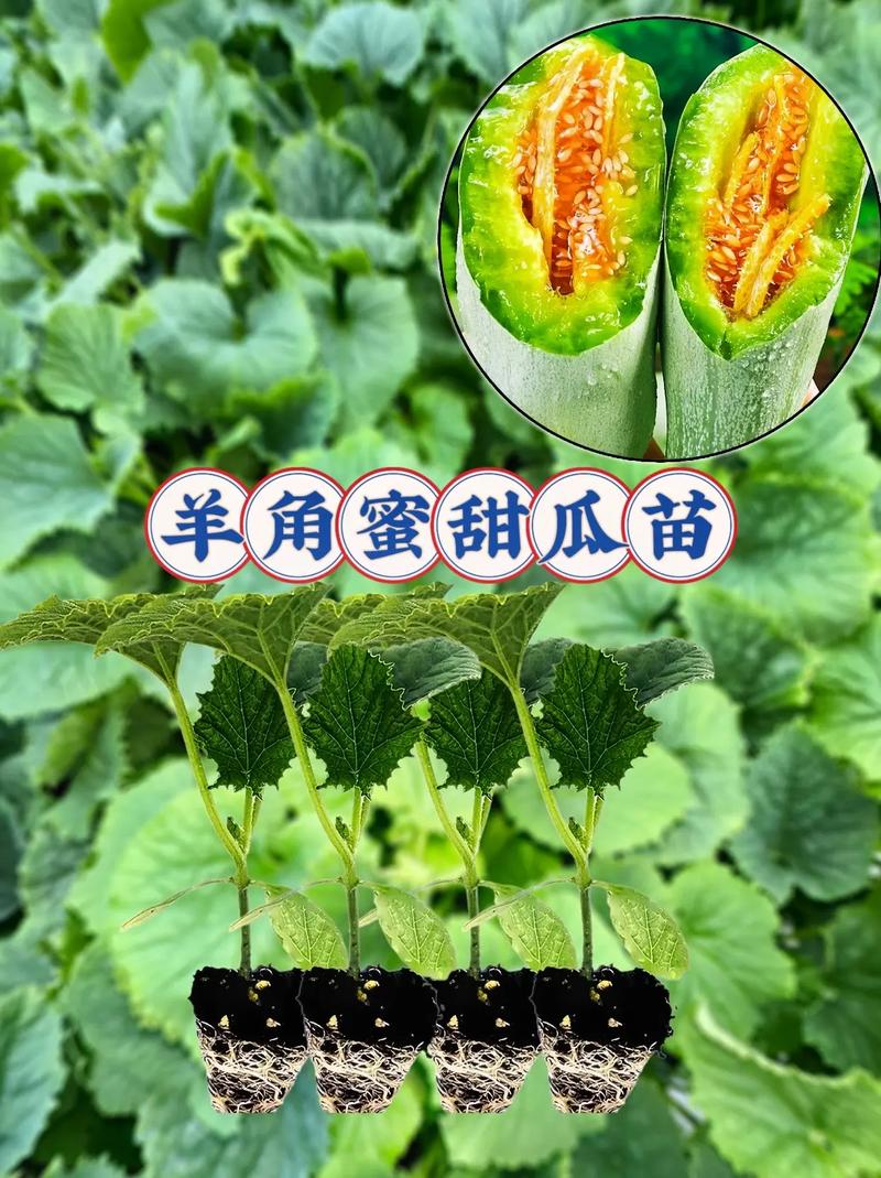 羊角蜜种植收益高吗?技术门槛怎样?-图1 羊角蜜种植收益高吗?技术门槛怎样?-图1