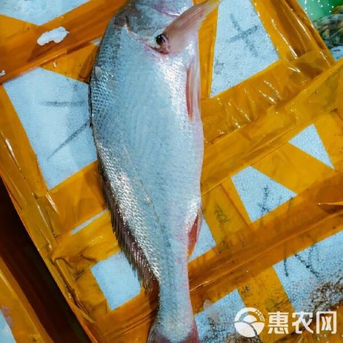 珠海海鱼批发市场有哪些品种?-图1 珠海海鱼批发市场有哪些品种?-图1