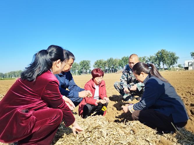 人工小麦种植技术视频,如何高效掌握核心要点?-图2 人工小麦种植技术视频,如何高效掌握核心要点?-图2