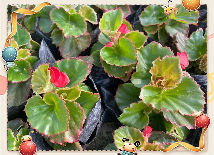 四季海棠哪个品种能结果?-图3 四季海棠哪个品种能结果?-图3