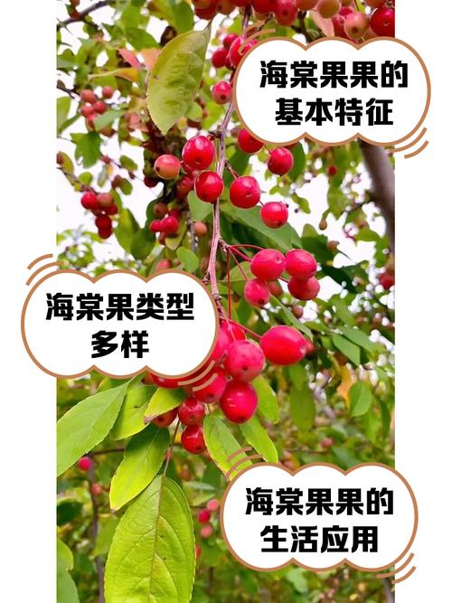 四季海棠哪个品种能结果?-图1 四季海棠哪个品种能结果?-图1