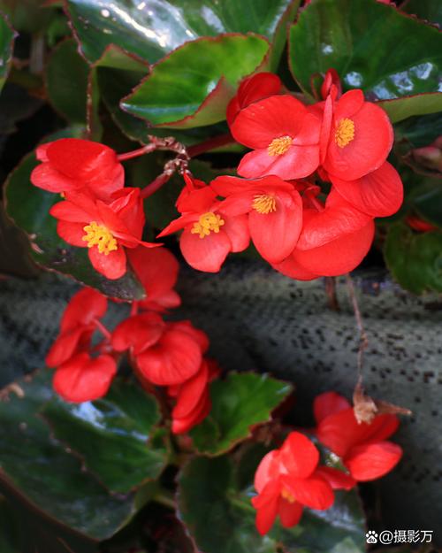 四季海棠哪个品种能结果?-图2 四季海棠哪个品种能结果?-图2