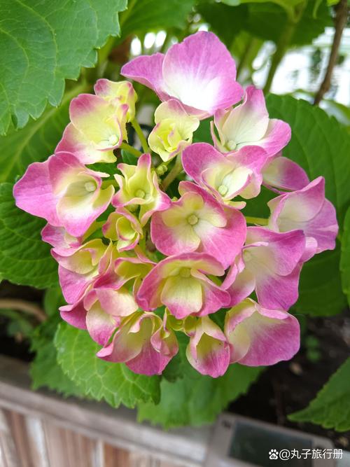 八仙花哪些品种最值得种?-图1 八仙花哪些品种最值得种?-图1