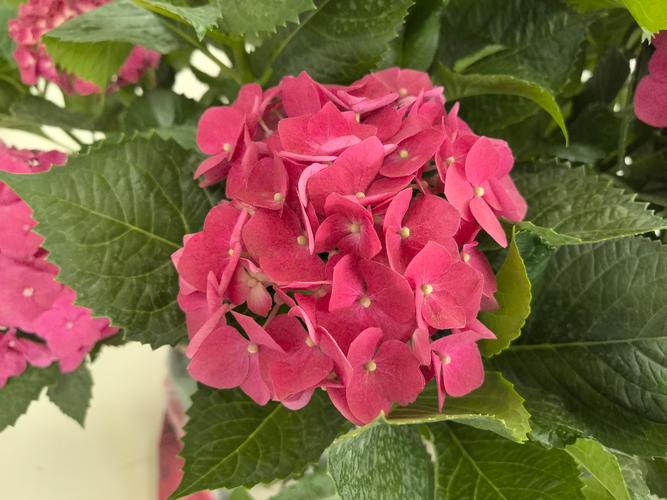 八仙花哪些品种最值得种?-图2 八仙花哪些品种最值得种?-图2