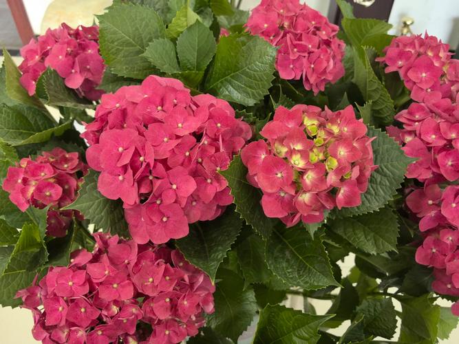 八仙花哪些品种最值得种?-图3 八仙花哪些品种最值得种?-图3