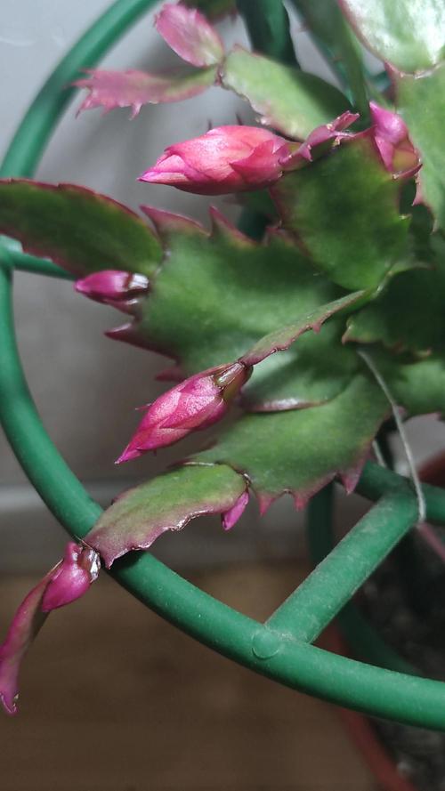 什么品种蟹爪兰长的快-图1