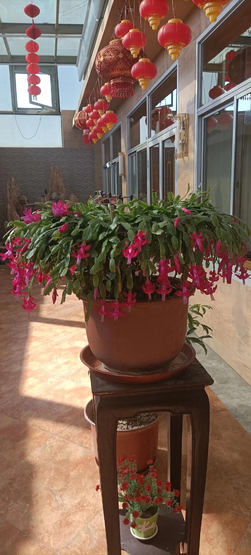 什么品种蟹爪兰长的快-图2