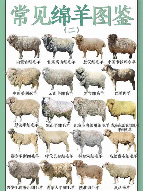 羊有多少个品种和图片-图1 羊有多少个品种和图片-图1