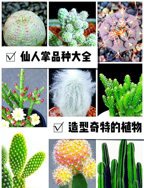 仙人球品种名称有哪些?-图1 仙人球品种名称有哪些?-图1