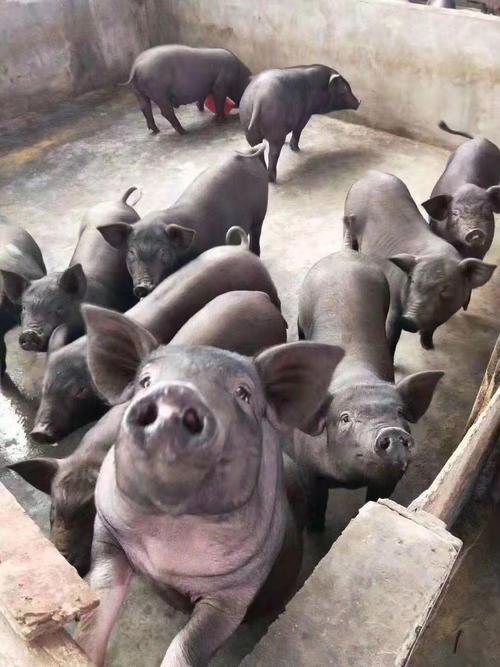 四川猪品种有哪些?-图1 四川猪品种有哪些?-图1