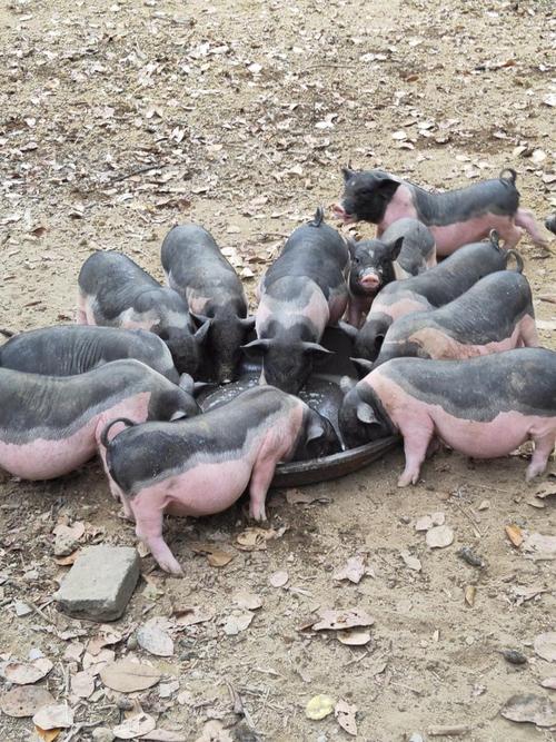 四川猪品种有哪些?-图2 四川猪品种有哪些?-图2