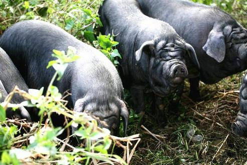 四川猪品种有哪些?-图3 四川猪品种有哪些?-图3