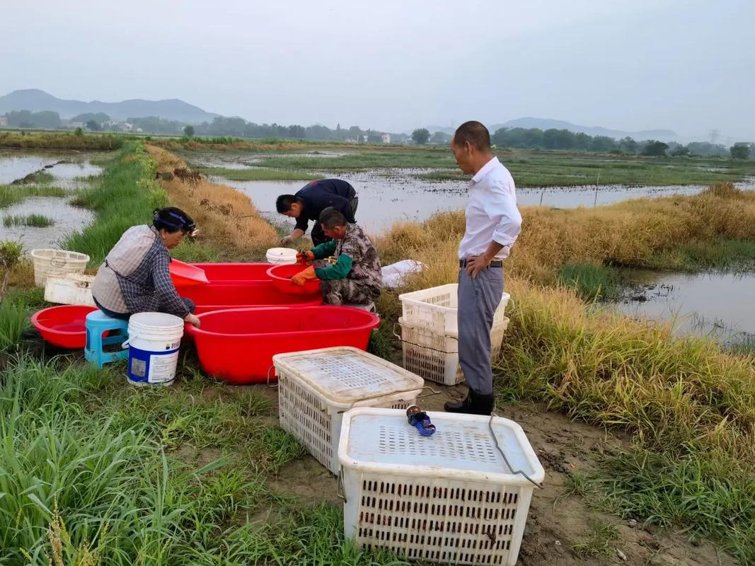 稻田改养虾,技术关键点在哪?-图3 稻田改养虾,技术关键点在哪?-图3