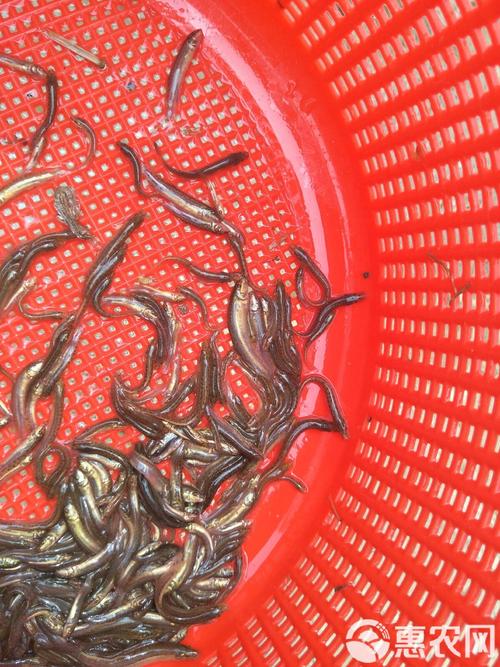 红色泥鳅苗价格批发价格-图2 红色泥鳅苗价格批发价格-图2