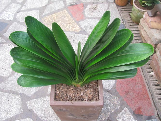 君子兰7号是哪种稀有兰花品种?-图2 君子兰7号是哪种稀有兰花品种?-图2