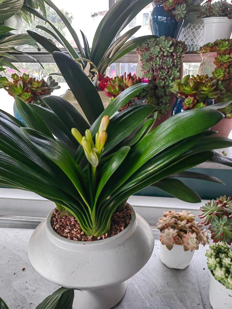 君子兰7号是哪种稀有兰花品种?-图3 君子兰7号是哪种稀有兰花品种?-图3