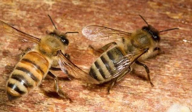 意蜂哪个品种产蜜量最高?-图2 意蜂哪个品种产蜜量最高?-图2