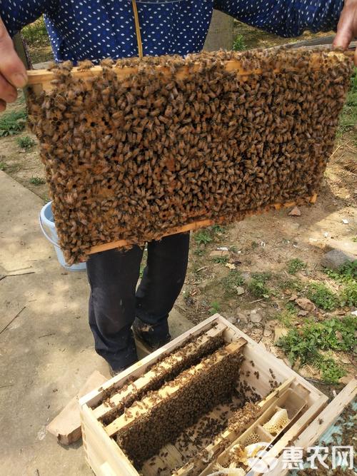 意蜂哪个品种产蜜量最高?-图3 意蜂哪个品种产蜜量最高?-图3