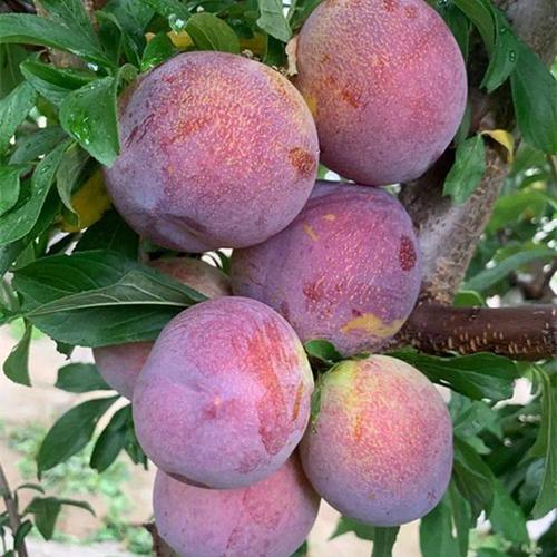 科技苑李子的优良品种-图3 科技苑李子的优良品种-图3