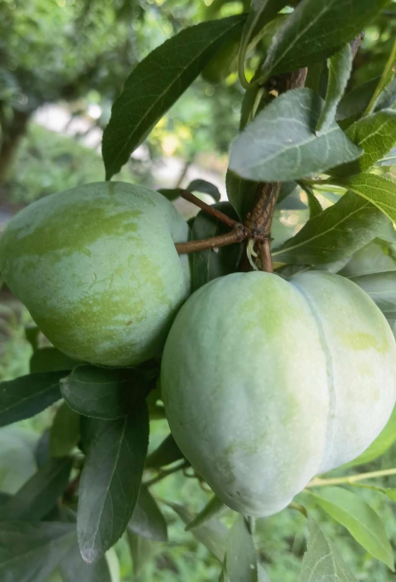 科技苑李子的优良品种-图2 科技苑李子的优良品种-图2