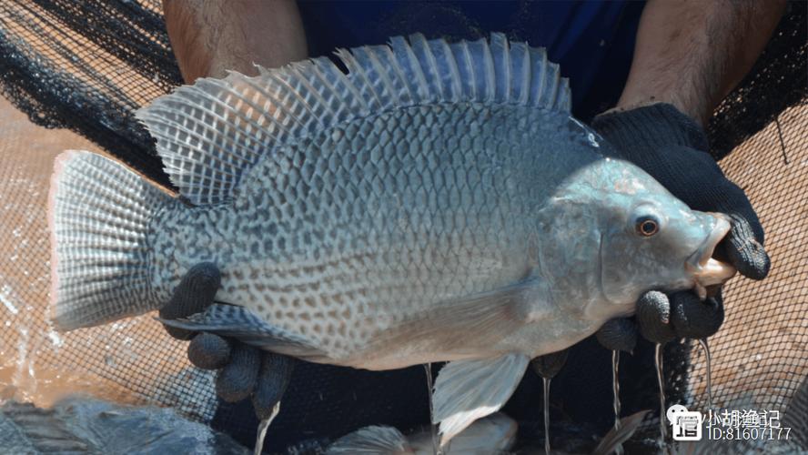 世界上最大的罗非品种-图2 世界上最大的罗非品种-图2