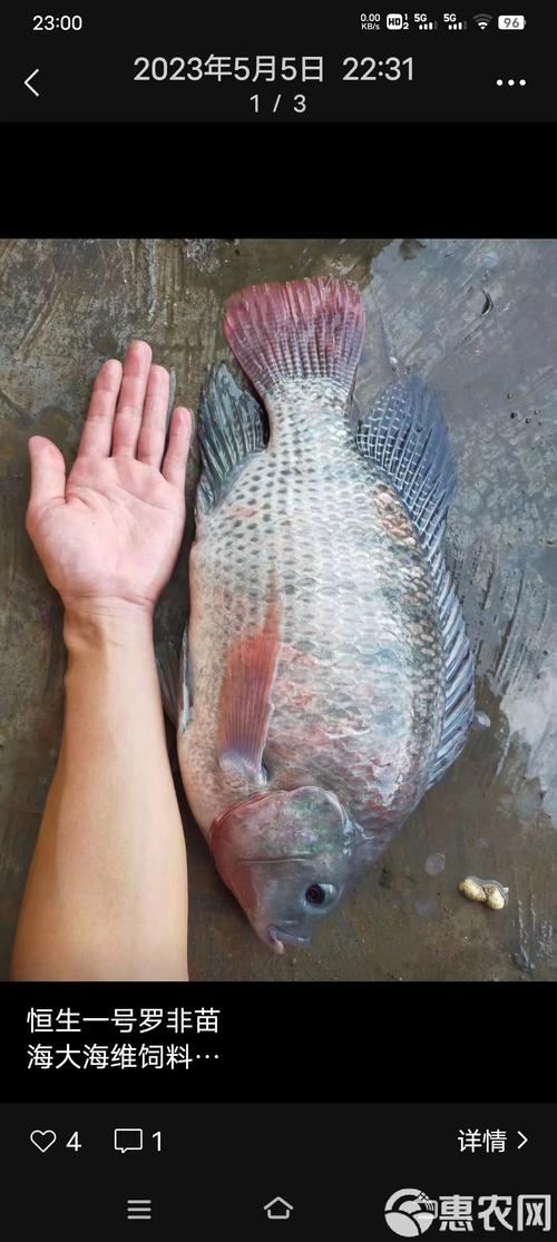 世界上最大的罗非品种-图1 世界上最大的罗非品种-图1