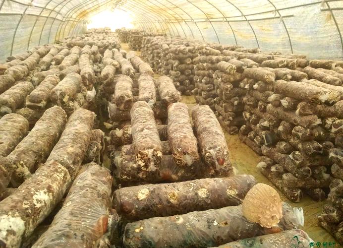 香菇人工种植技术视频-图2 香菇人工种植技术视频-图2